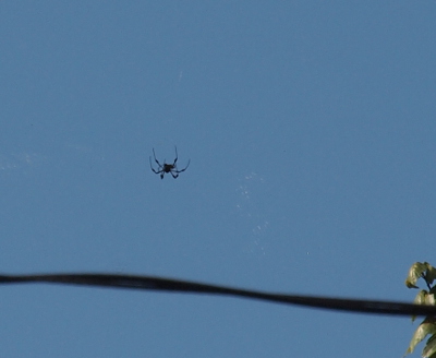 [The spider seems to be hanging upside down in mid air above the wires.]